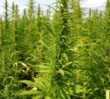 Crimestoppers anti-drug scratchcard campaign goes national Crimestoppers anti-drug scratchcard campaign goes national