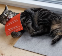 Cats get all excited for catnip flavoured flyers! Cats get all excited for catnip flavoured flyers!